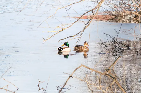 Canard sur l'eau au coucher du soleil — Photo