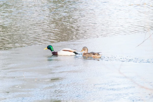 Ente auf dem Wasser bei Sonnenuntergang — Stockfoto