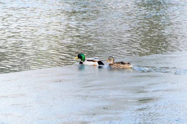 Canard sur l'eau au coucher du soleil — Photo