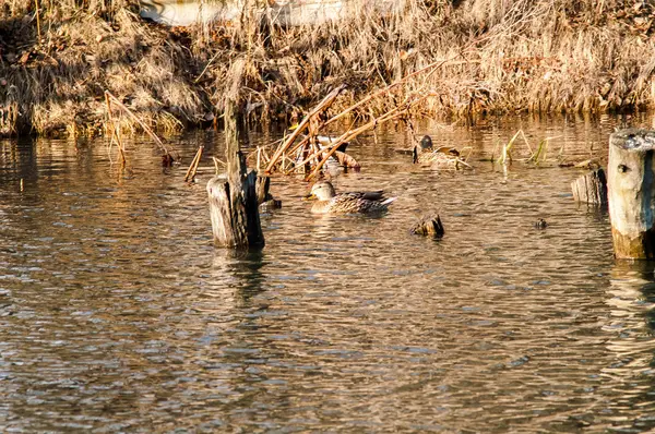 Pato en el agua al atardecer — Foto de Stock