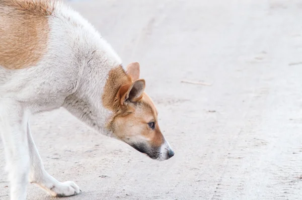 Siebie bezpańskich psów — Zdjęcie stockowe