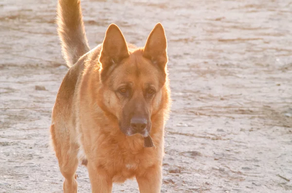 Lonely German Shepherd — Stock Photo, Image