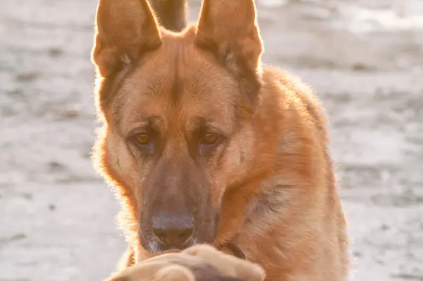 孤独的德国牧羊犬 — 图库照片