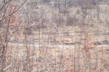 Sonbahar ormanda düşen yapraklar