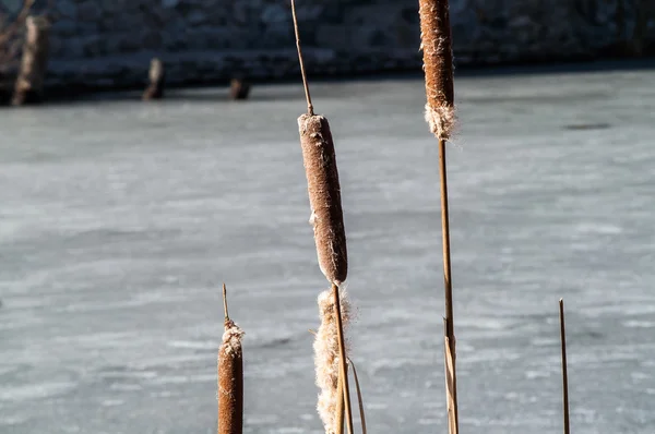 Brown reeds spring — Zdjęcie stockowe