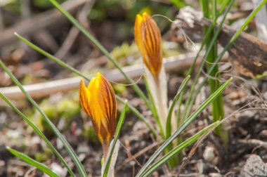 çiğdem, sarı, çiçek
