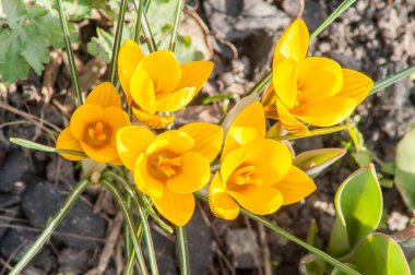 çiğdem, sarı, çiçek