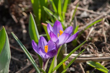 Mavi Çiğdem çiçek