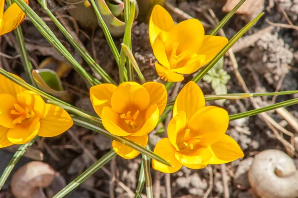 Krokus, żółty, kwiat — Zdjęcie stockowe