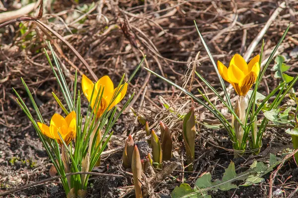 Krokus, żółty, kwiat — Zdjęcie stockowe