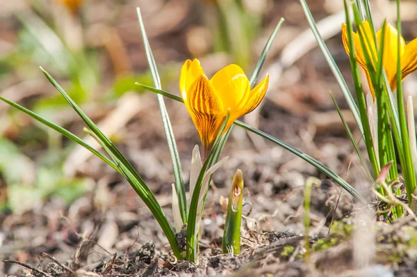 Krokus, żółty, kwiat — Zdjęcie stockowe