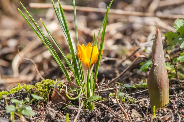 Krokus, żółty, kwiat — Zdjęcie stockowe