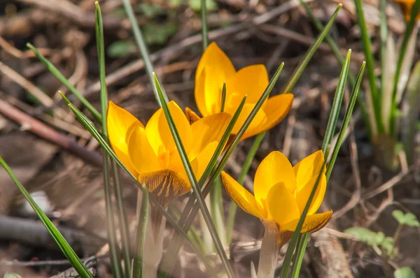 Krokus, żółty, kwiat — Zdjęcie stockowe