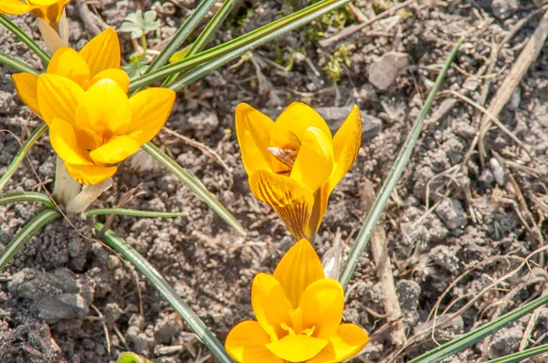 Crocus, yellow, flower — Stock Photo, Image