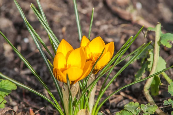 Krokus, gul, blomma — Stockfoto