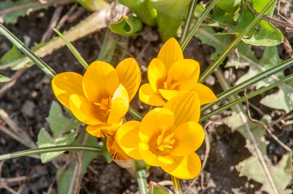 Crocus, amarelo, flor — Fotografia de Stock