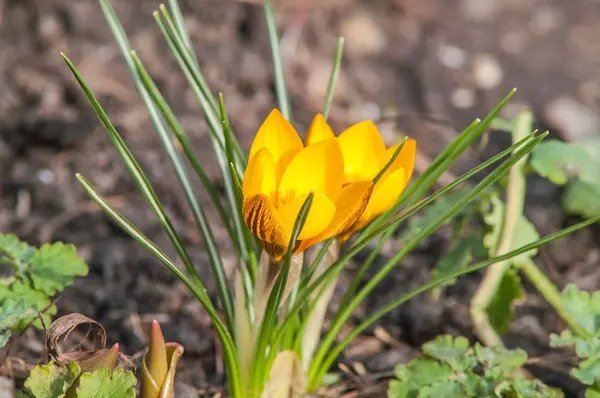 Crocus, yellow, flower — Stock Photo, Image