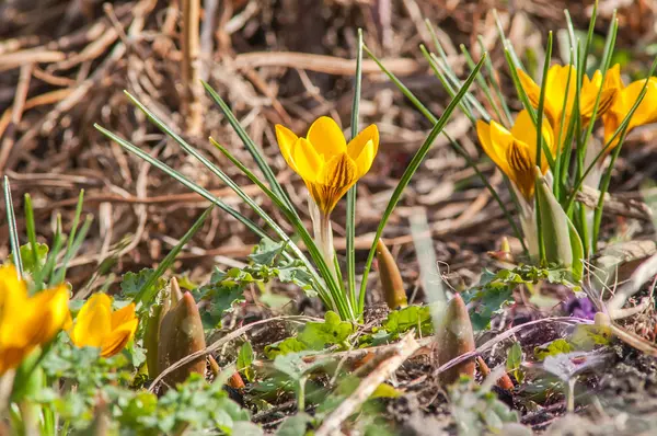 Crocus, yellow, flower — Stock Photo, Image