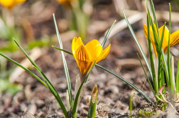 çiğdem, sarı, çiçek