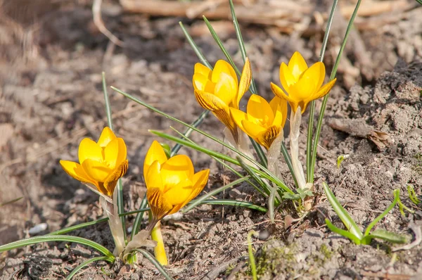 Krokus, żółty, kwiat — Zdjęcie stockowe