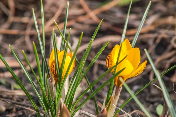 Crocus, yellow, flower — Stock Photo, Image