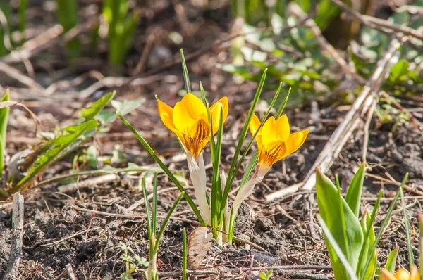 Crocus, yellow, flower — Stock Photo, Image