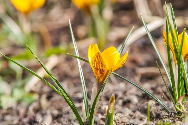 Crocus, yellow, flower — Stock Photo, Image