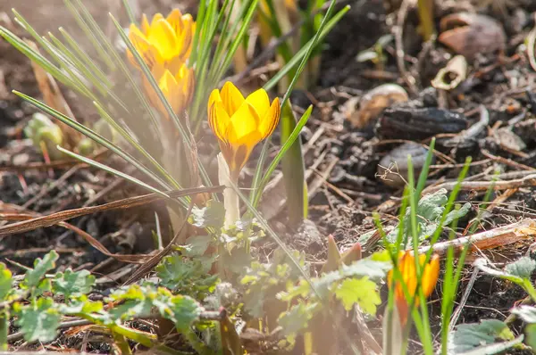 Crocus, yellow, flower — Stock Photo, Image