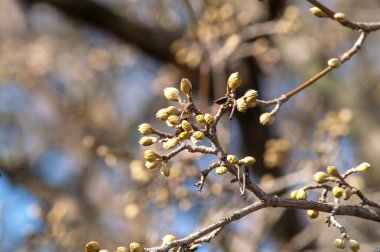Kayısı çiçek tomurcuk