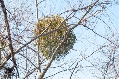 Ökse otu ağacı dalı