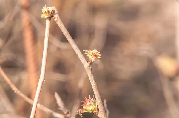 Currant bud blossoms — Stock Photo, Image