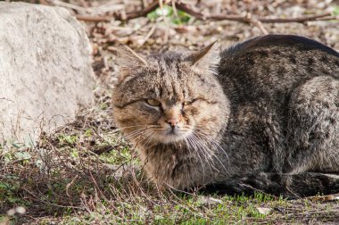 Güzel pofuduk bir kedinin portresi 