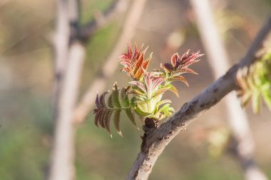 frenk üzümü bud çiçekleri