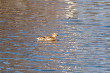 Gün batımında suda ördek 