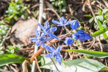 Çuha çiçeği kardelen mavi
