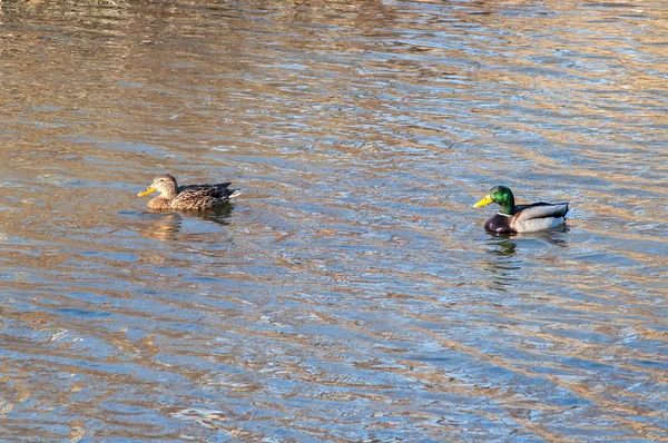 Canard sur l'eau au coucher du soleil — Photo