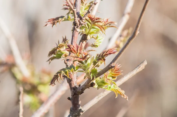 Capullos de grosella — Foto de Stock