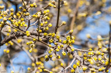 Kayısı çiçek tomurcuk