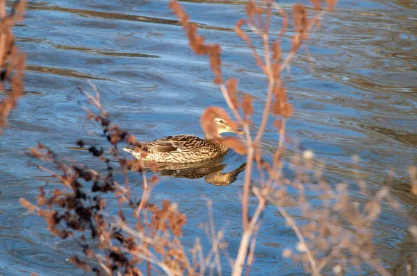 Gün batımında suda ördek 
