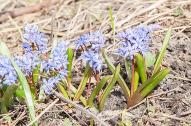 Çuha çiçeği kardelen mavi