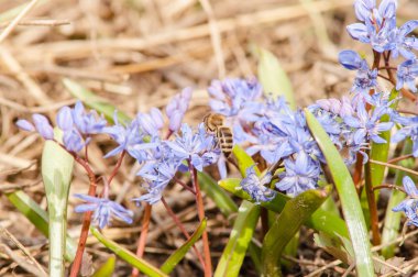 Çuha çiçeği kardelen mavi