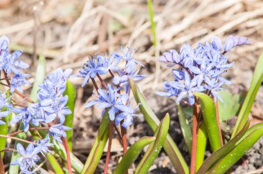 Çuha çiçeği kardelen mavi