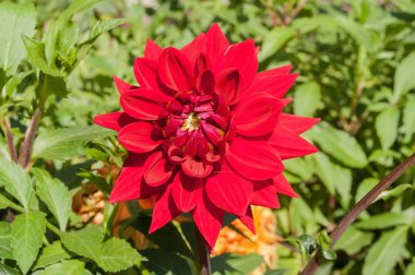 Kırmızı çiçek dahlia