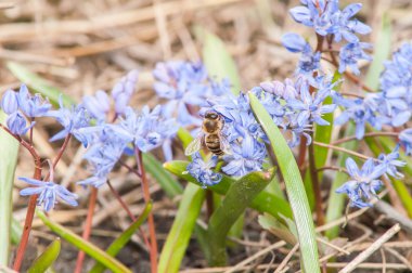 Çuha çiçeği kardelen mavi