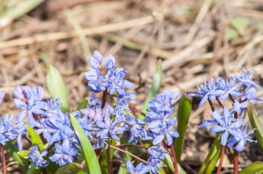 Çuha çiçeği kardelen mavi