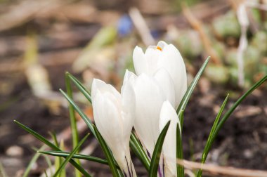 Beyaz Çiğdem çiçek 