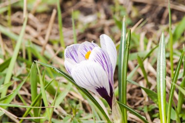 çizgili bitkisi toprak