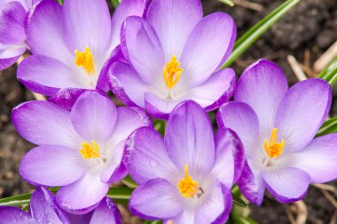 Mavi Çiğdem çiçek