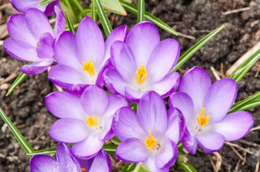 Mavi Çiğdem çiçek