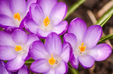 Mavi Çiğdem çiçek